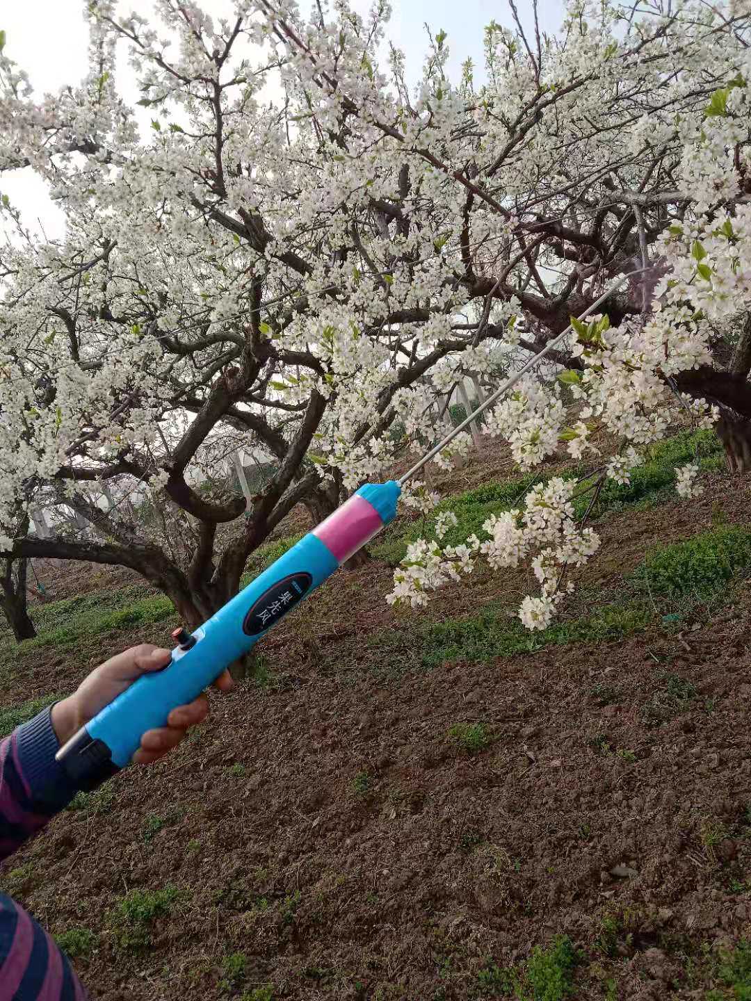 授粉器罗汉果猕猴桃花粉电动授粉器梨苹果桃李果树授粉器送石松粉图片