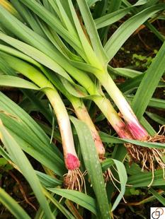 【抢!9.9元5包蒜苗种子】四季宽叶多茬采收 红皮蒜苗籽 南北方可