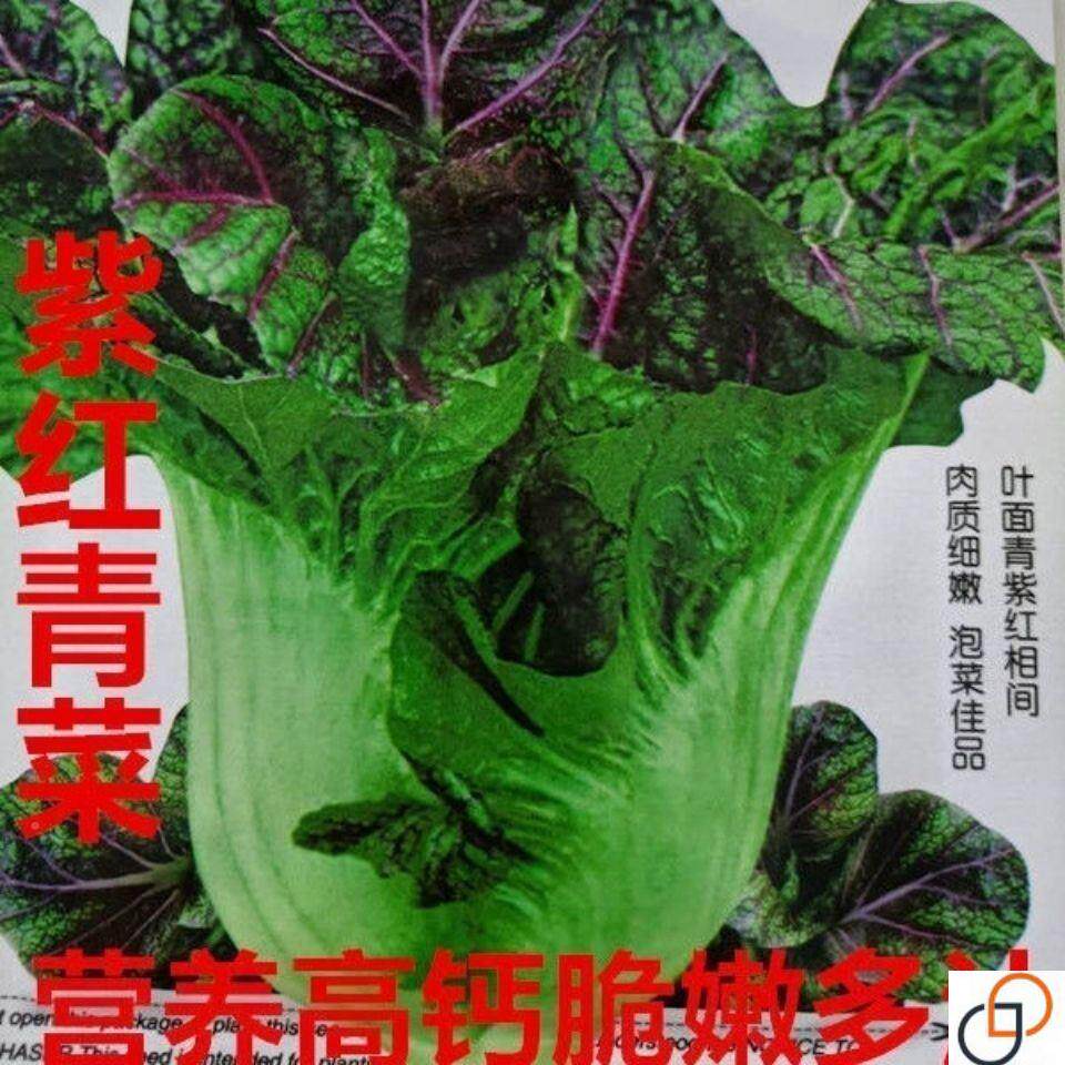紫红青菜种 芥菜红筋KPW青菜 四川大肉青菜籽腌制种泡菜子蔬子菜