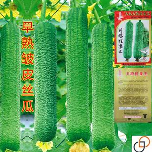 皱皮丝瓜新品种肉丝瓜种籽四季特大超长蔬菜菜孑子籽种水瓜种子