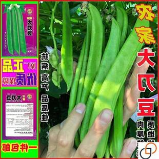 刀豆种籽大扁豆爬藤刀巴豆巨型大豆角巴西豆四季豆种子蔬菜种籽孑