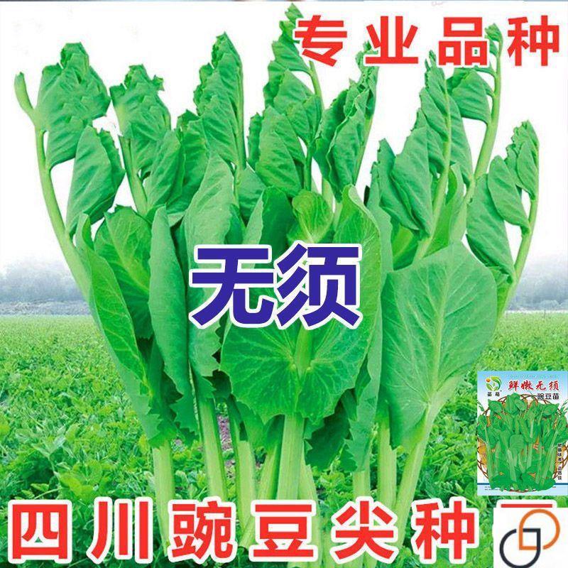 无须豌豆苗种子特大豌豆尖水培荷兰豆芽苗菜春秋冬四季播蔬菜种子