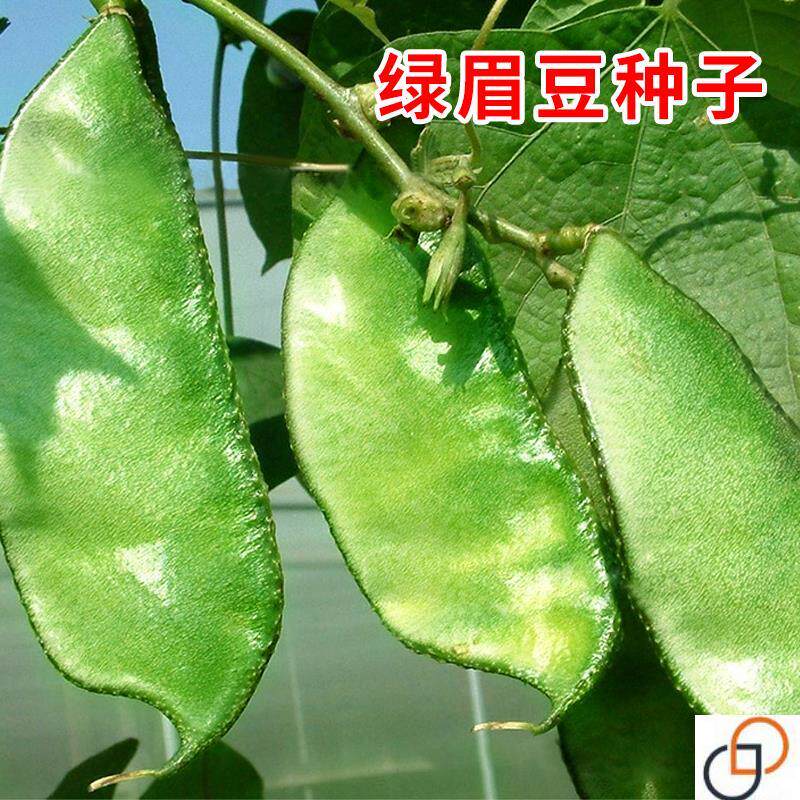 绿色眉豆种子绿扁豆四季蛾眉豆角种籽爬藤庭院阳台盆栽高产蔬菜孑