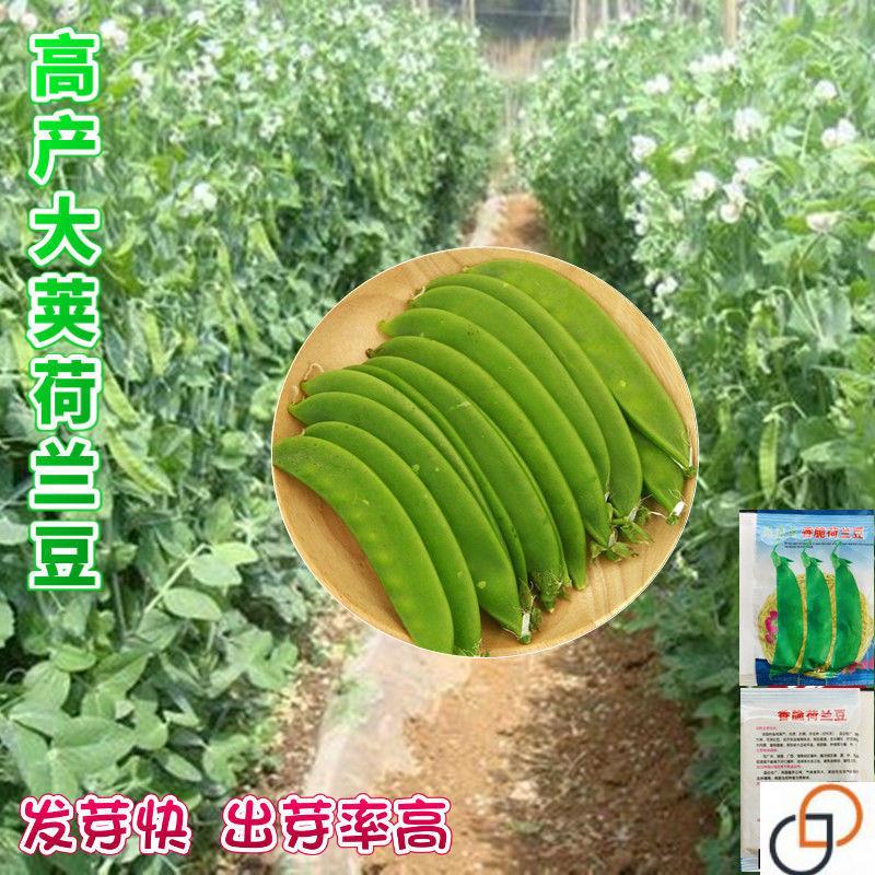 软荚荷兰豆种子春夏秋四季播种大荚菜豆豌豆豆角种籽农家蔬菜种籽