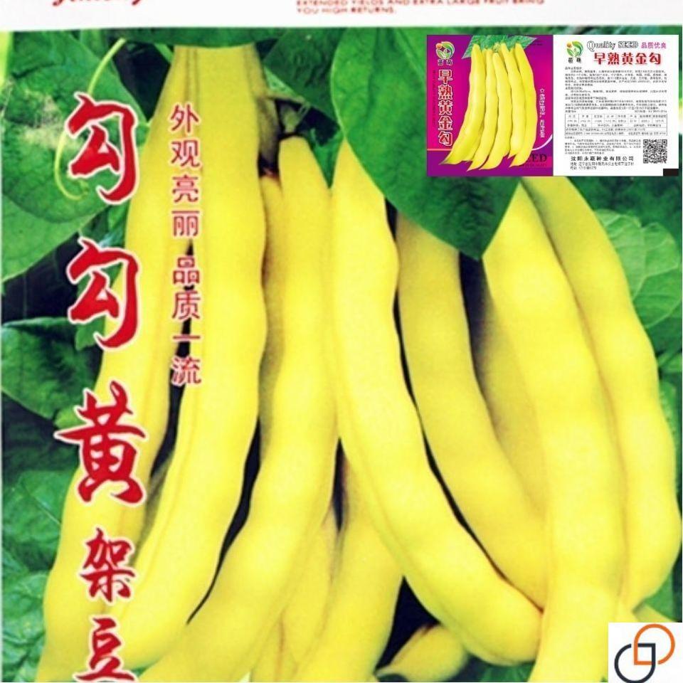 【48小时发货】超早熟黄金勾豆角种子东北油豆种籽角黄金钩春季秋