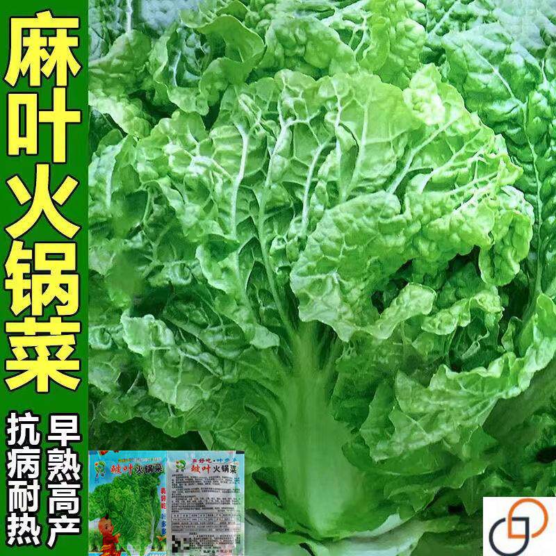 叶多多皱叶火锅菜种子麻叶无筋大白菜籽高产抗病夏秋季大田蔬菜种