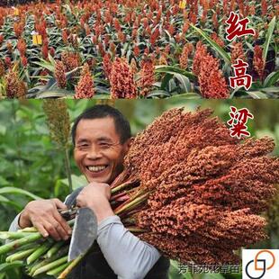 黄河红高粱种子酿酒高粱种籽红缨子高产矮杆抗旱大田甜五谷杂粮孑