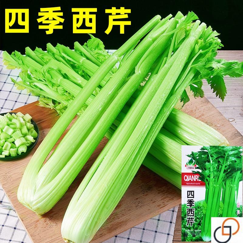 大肉西芹种子芹菜种籽肉厚脆爽春秋四季可播庭院田园农家蔬菜种孑