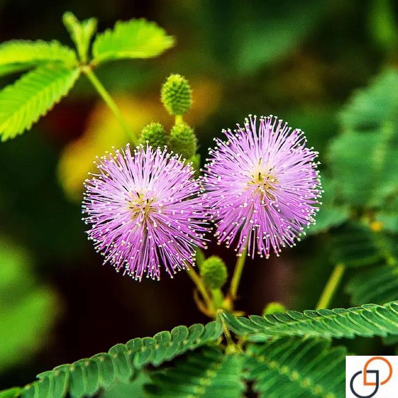 含羞草种子盆栽花草花卉种子阳台庭院种植易种花籽害羞草感应草