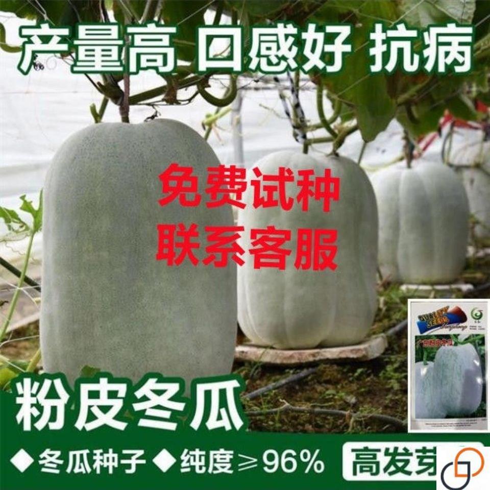 特大粉皮冬瓜种子满地爬巨型冬瓜四季播高产农家庭院易种蔬菜种籽