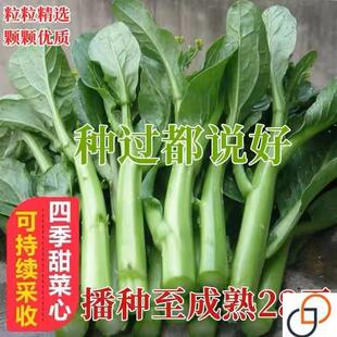 25天广东四九菜心种子种籽菜苔青油甜菜心增城连州秋季蔬菜孑菜籽