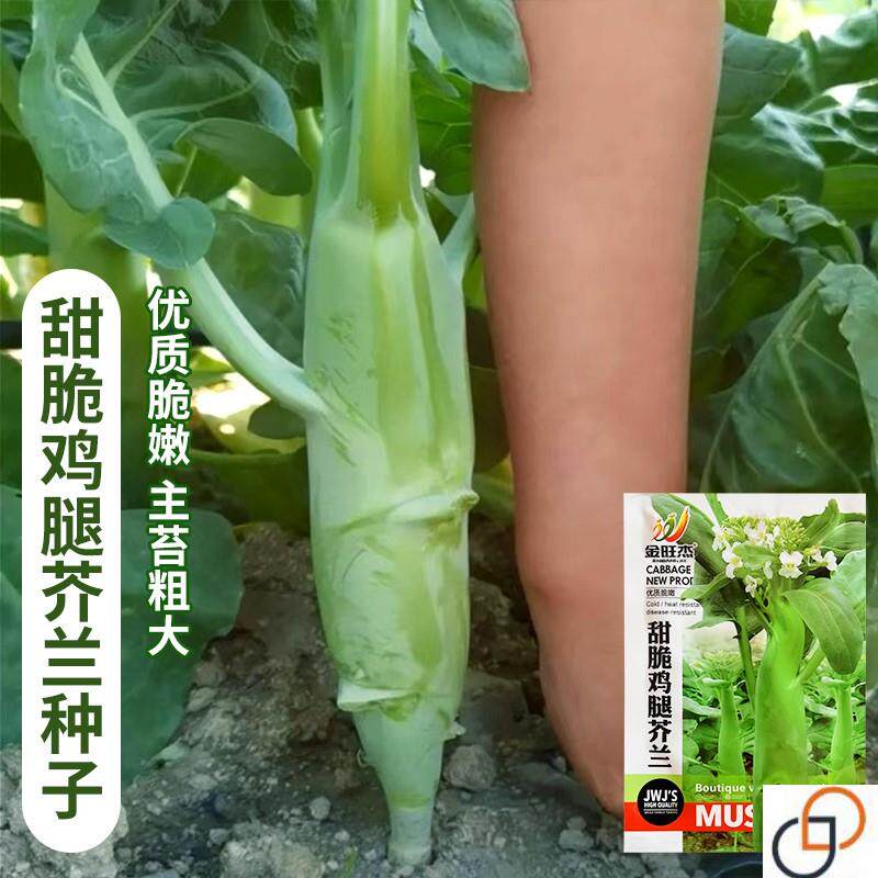 甜脆鸡腿芥兰种子粗条籽芥兰广东四季菜籽大菜秋季蔬菜种籽孑菜种