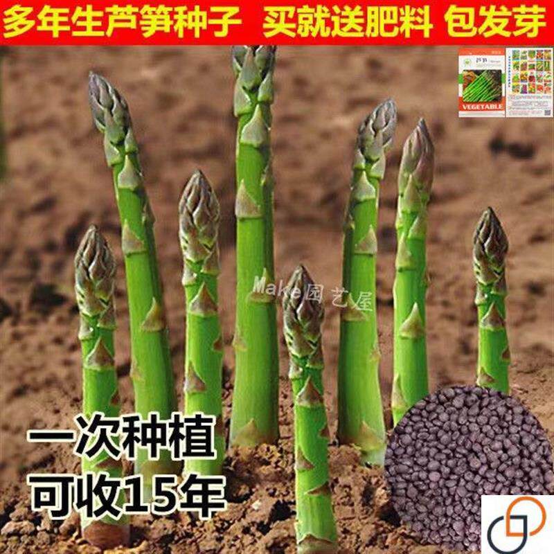 芦笋根苗懒人种菜盆食用蔬菜苗四家庭园艺种子