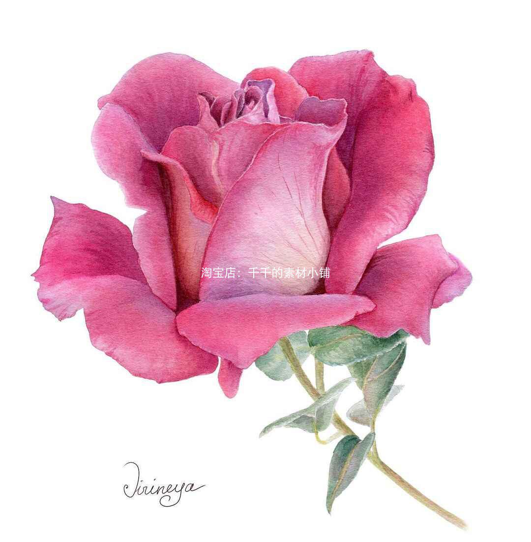 b282唯美写实水彩花卉鲜花花朵花儿水彩植物插画手绘69张临摹素材