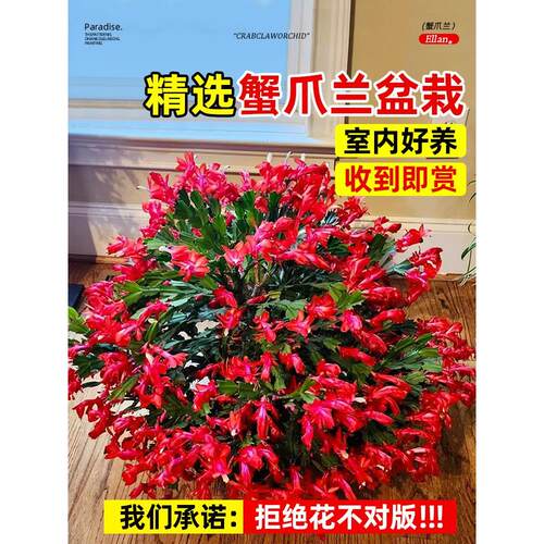 蟹爪兰盆栽多色带花苞肉四