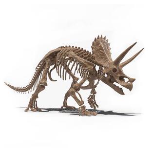 大型仿真三角龙恐龙骨架室内博物馆恐龙骨骼化石展览模型侏罗纪