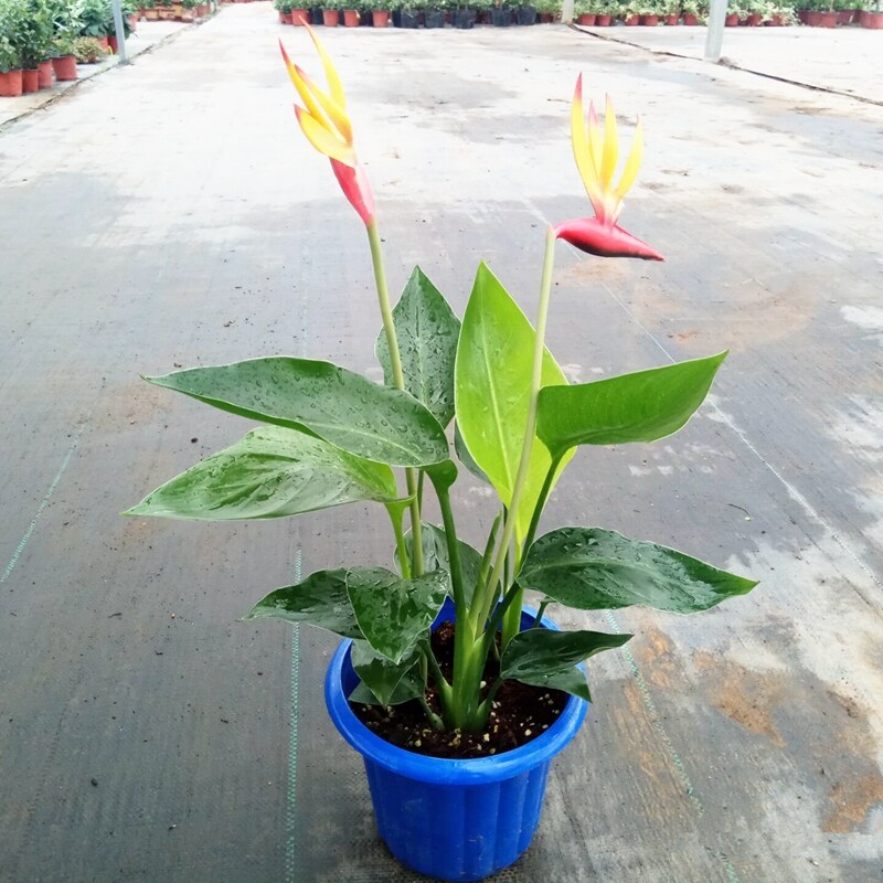 天堂鸟 鹤望兰盆栽盆景办公室植物大型植物盆景绿植进化空气好养