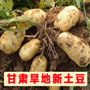 正宗甘肃土豆新鲜高山农家旱地新土豆洋芋马铃薯