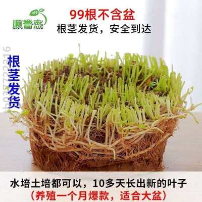 绿植大号莲客厅桌面植物植水培碗花铜钱水养招财草小绿好养养四季