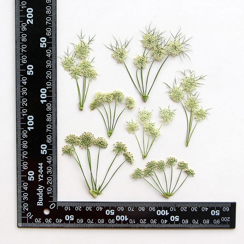 阿米芹 干花标本diy滴胶书签手机壳压花植物标本相框押花材料ax58