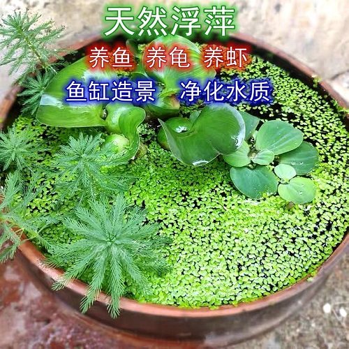 水培植物养鱼质量怎么样 水培植物养鱼口碑怎么样 小麦优选