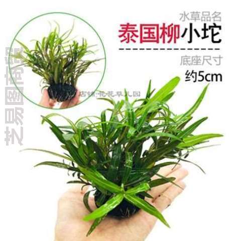 生态无泥共养和鱼打理真草养鱼水培冒泡植物免一体专用水草鱼缸