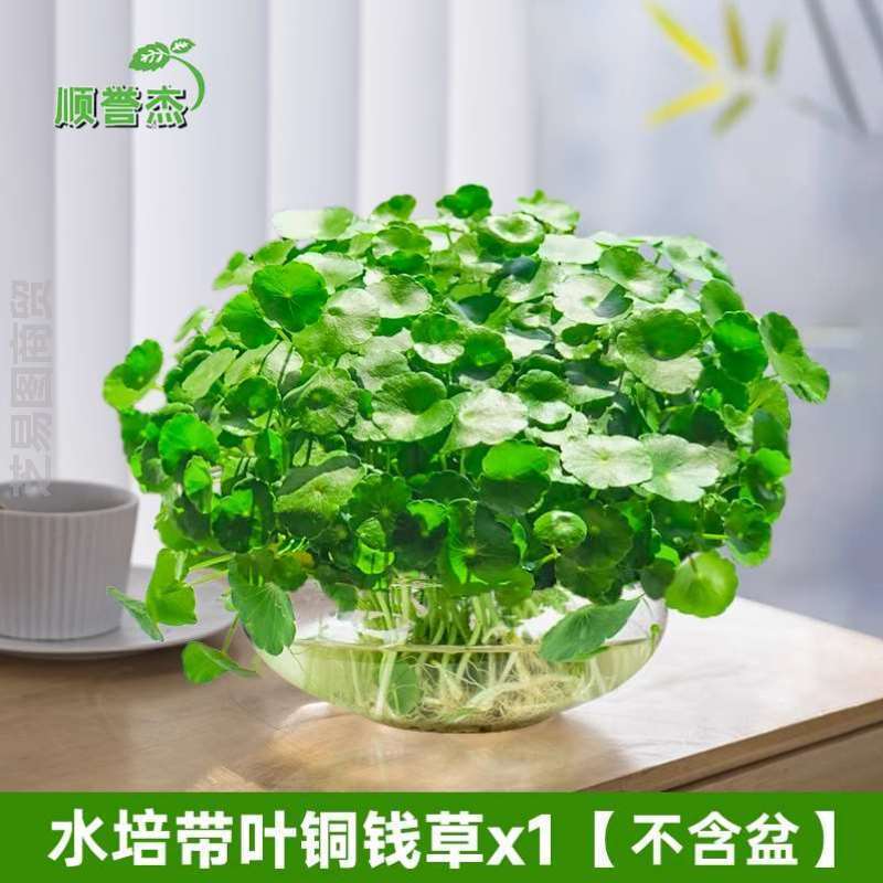 养植房间植物铜钱室内小绿植花盆盆栽招财睡莲水仙花卉水培草家用