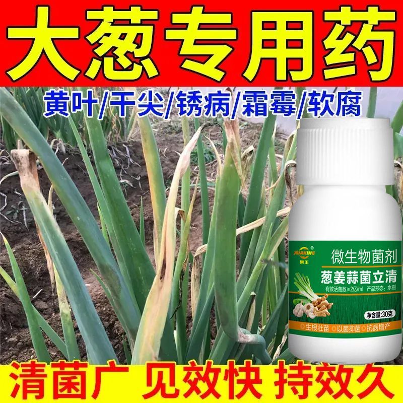 大蒜提苗爆长剂大蒜生根壮苗液长破天叶面肥大蒜根系粗壮快速生长