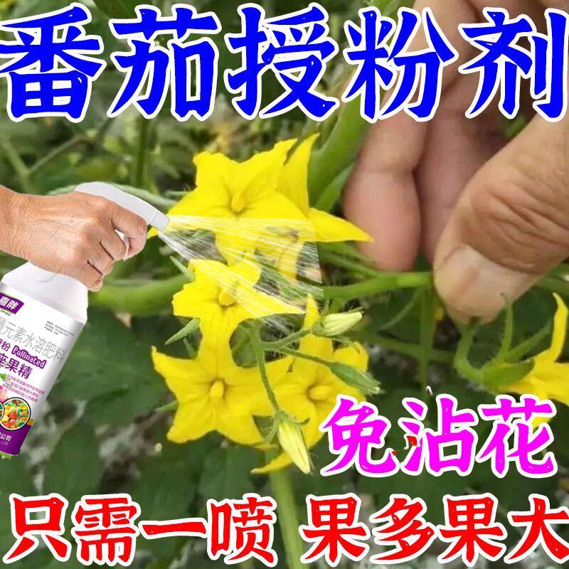 西红柿免点花省人工催花沾花素番茄圣女果千禧授粉药防落素座果灵