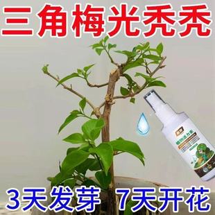 发财树黄叶枯叶烂根专用药植物活力素浓缩营养液促生长水溶肥肥料