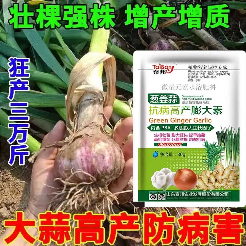 大蒜提苗爆长剂大蒜生根壮苗液长破天叶面肥大蒜根系粗壮快速生长