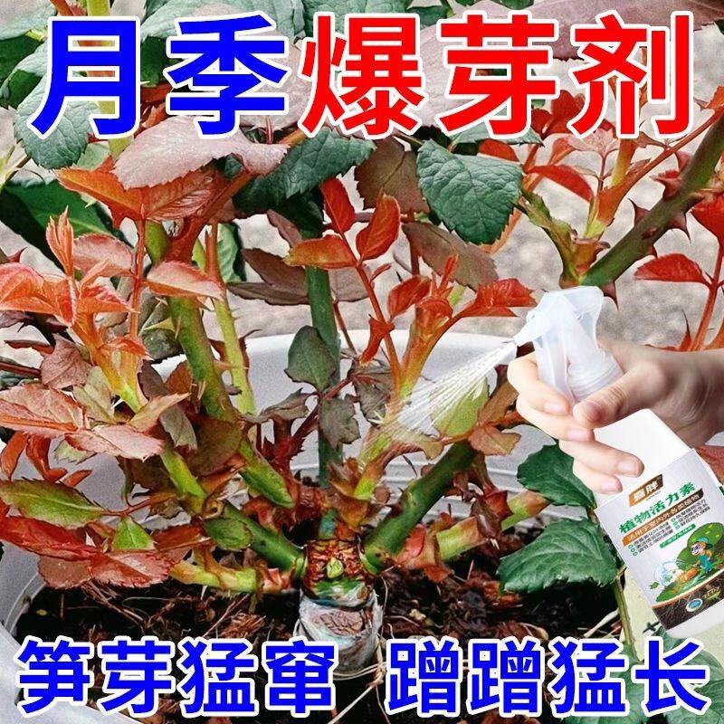 月季花营养液催芽剂促发芽催花防黄叶猛爆笋芽月季玫瑰催芽专用肥