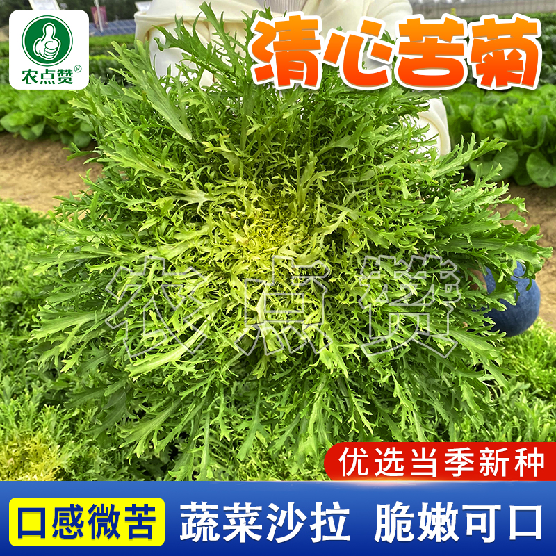 苦菊菜花叶种籽苦细叶苣生菜沙拉凉拌耐热蔬菜种孑黄心苦菊种子