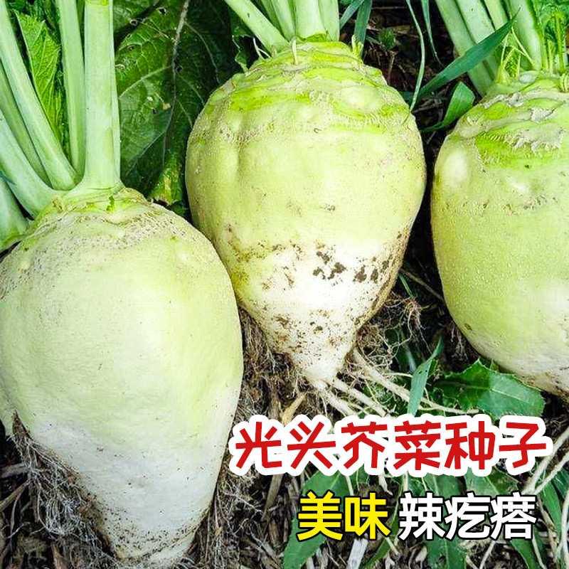 芥菜疙特大辣种子光头瘩种籽芥菜种籽四川辣菜四季蔬菜孑子大头菜