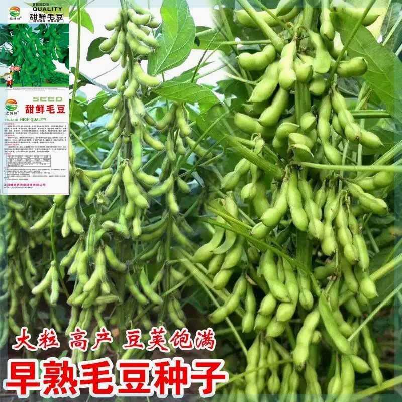 早熟高产大粒毛豆种耐寒种子糯夏播清香子软春播毛豆非转基因抗病