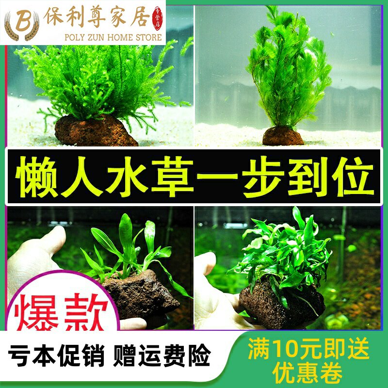 水榕水草活体鱼缸造景淡水植物大水榕沉木水族箱装饰好养阴性水草 义购惠