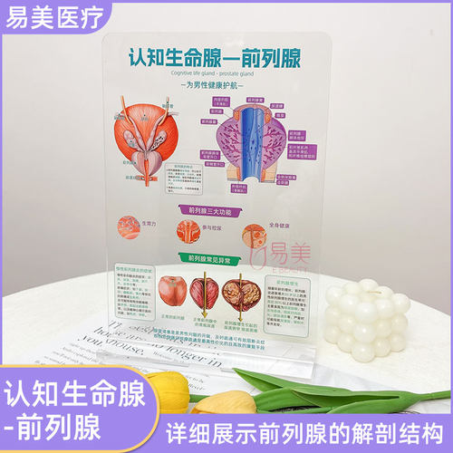 认知生命前列腺亚克力解剖图美容院健康教育工具专业展示高档耐用