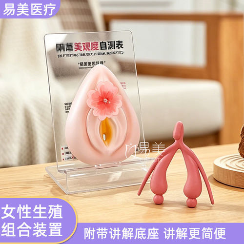 医用妇科外生殖系统解剖教学模型