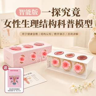 一探究竟女性生理结构科普模型医学健康宣教教具护理培训教学演示