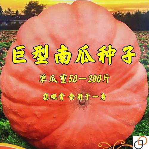 巨型南瓜大南瓜种子特大南瓜种籽太空南瓜庭院瓜果种子春秋播蔬菜