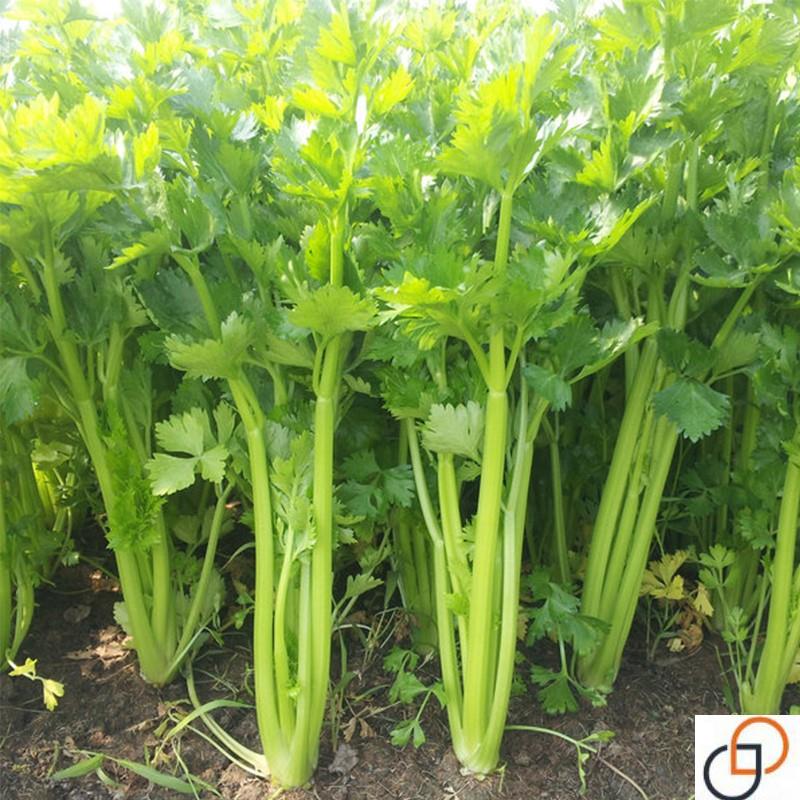 四季播小香芹种子苗四季种庭院阳台蔬菜种籽香味浓细芹菜种孑盆栽