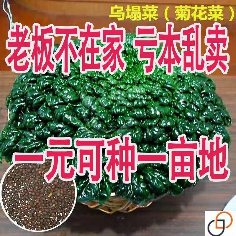乌塌菜种子高钙保健蔬菜养心菊花菜种子春秋四季播农家易种蔬菜种