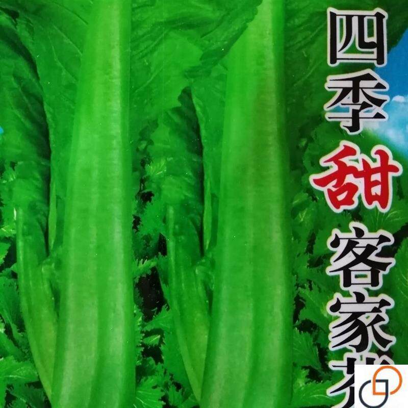 芥菜种籽 本地三月芥菜 介菜青菜四川酸菜春夏秋冬四季播蔬菜种子