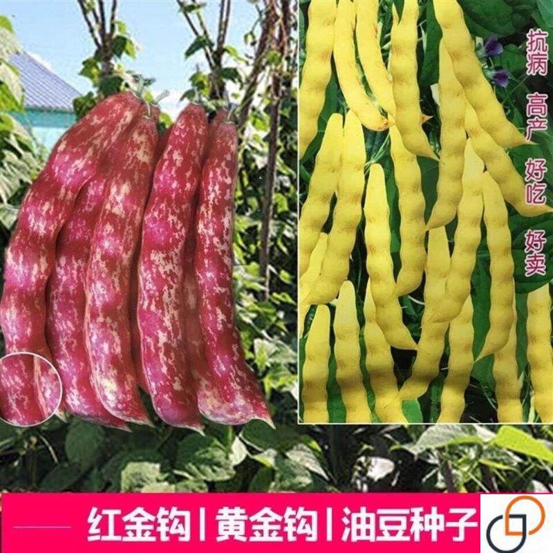 黄金钩红金钩油豆角种子油豆秋季芸豆蔬菜种籽架豆四季播种孑