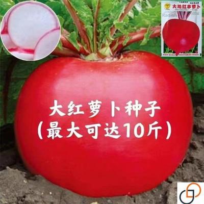 北方大红萝卜种籽大红圆萝卜种子夏秋播红皮白肉红丰萝卜蔬菜种孑