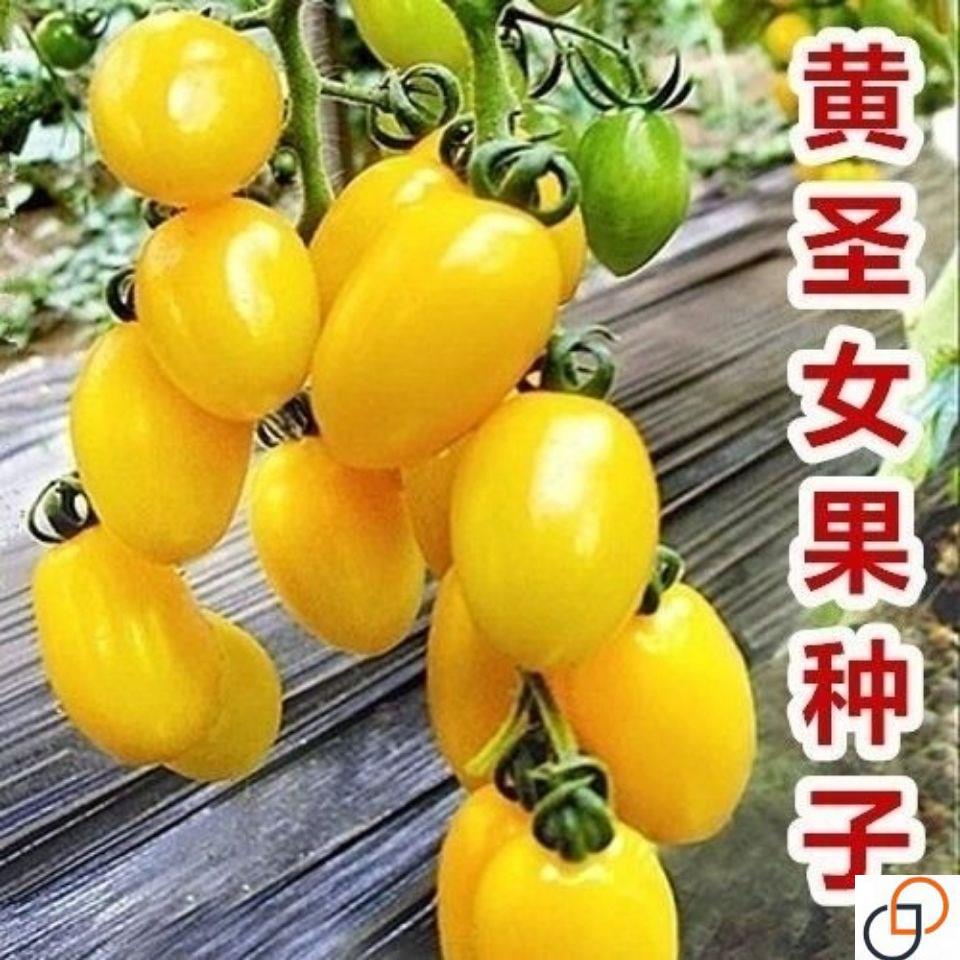 樱桃番茄种子圣女果小番茄西红柿种籽四季播阳台矮生盆栽蔬菜种子