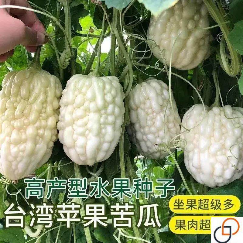 正宗白玉苹果苦瓜种子甘甜水果苦瓜种子台湾苹果苦瓜种子蔬菜种子