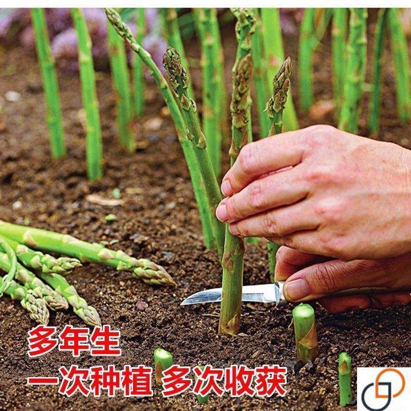 芦笋种子四季种植蔬菜之王进口绿芦笋种籽抗热耐寒高营养蔬菜种子