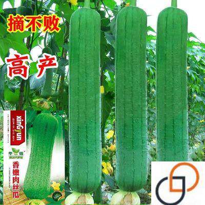 清香肉丝瓜种子高产早熟丝瓜瓜种阳台易活蔬菜新籽当季庭院阳台种
