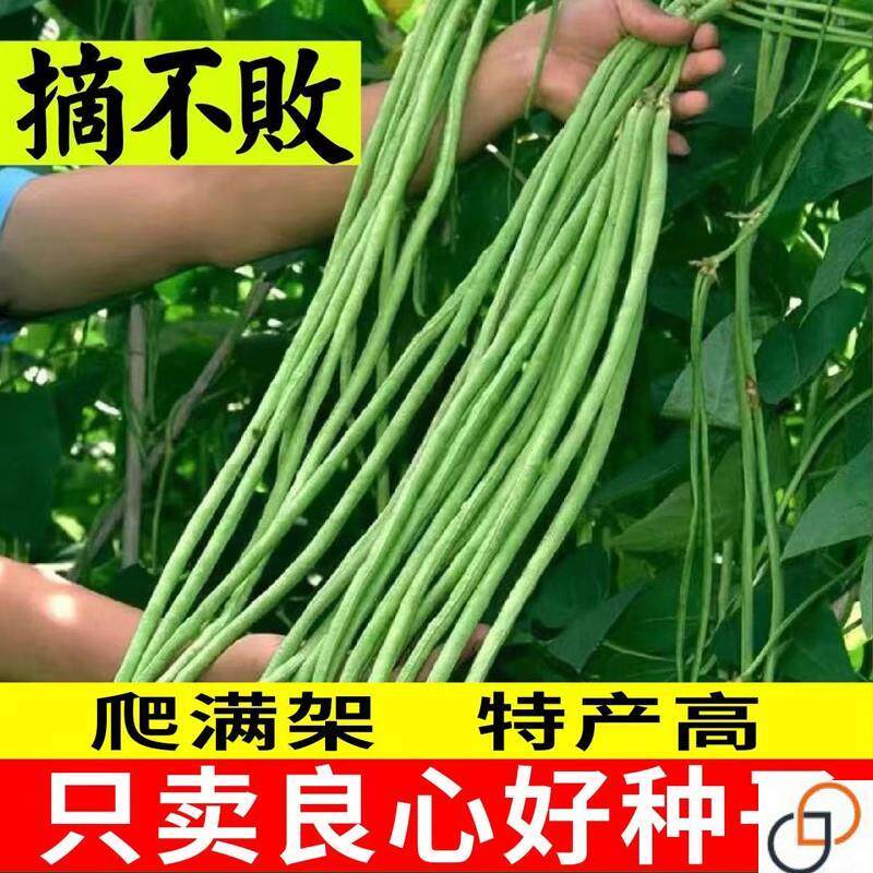 摘不败高产豇豆种子特长压塌架豆角籽农家菜园春夏秋四季播蔬菜孑